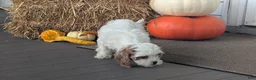 Cavapoo dogs for sale: Mr Denny - Ad 16