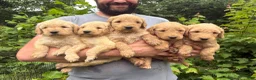Goldendoodle dogs for sale: Goldendoodle 6 - Ad 6