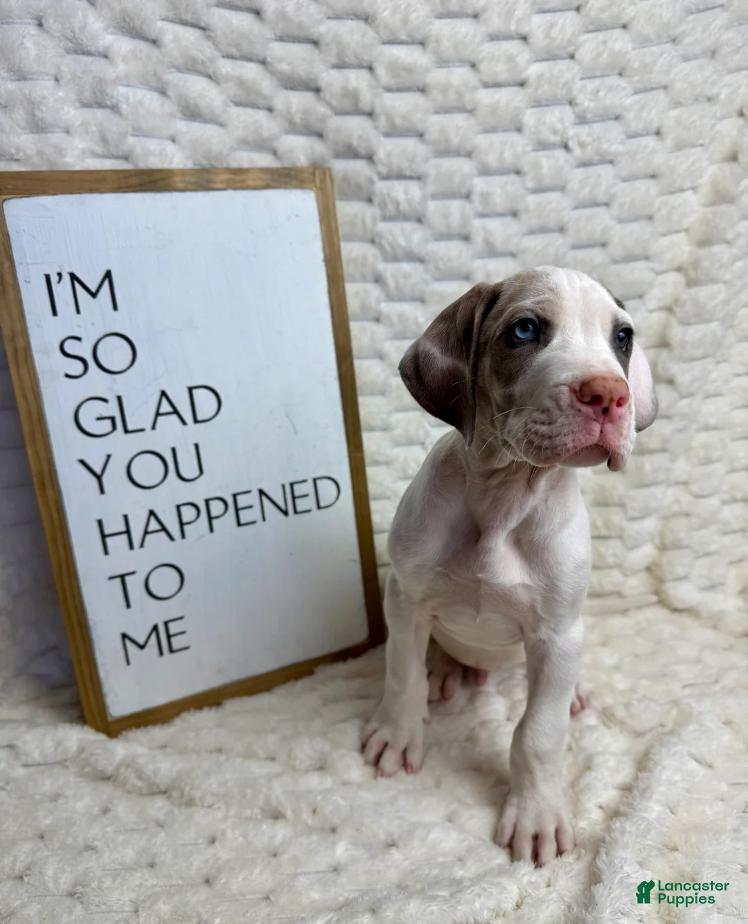 Great Dane dogs for sale: Blue Fawnquin Headed Pied (Heavy Euro) - Ad 3