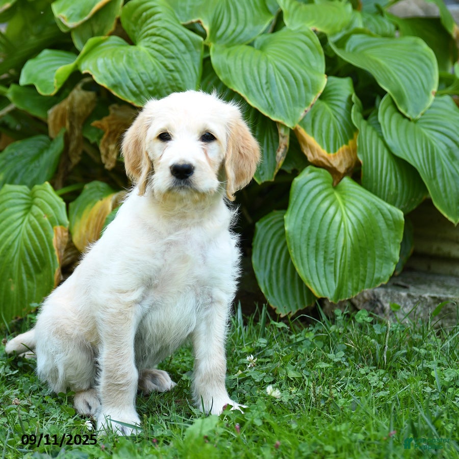 Curly Hair Straight Haired Labradoodle Puppies Blonde Labradoodle