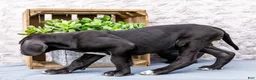 Great Dane dogs for sale: Kate - Ad 3