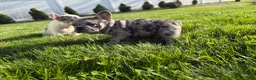 French Bulldog dogs for sale: Grizzly - Ad 3
