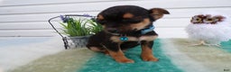 Mixed Breed dogs for sale: Mixed Breed Puppy 2 Telina - Ad 4