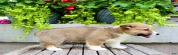 Welsh Corgi Pembroke dogs for sale: Ranger - Ad 6