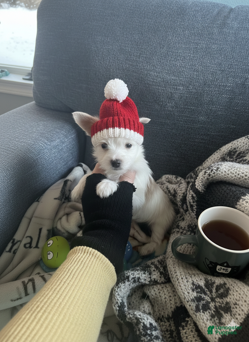 Yorkshire Terrier dogs AKC Glacierpaw - Ad 27