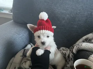 Yorkshire Terrier dogs AKC Glacierpaw - Ad 27