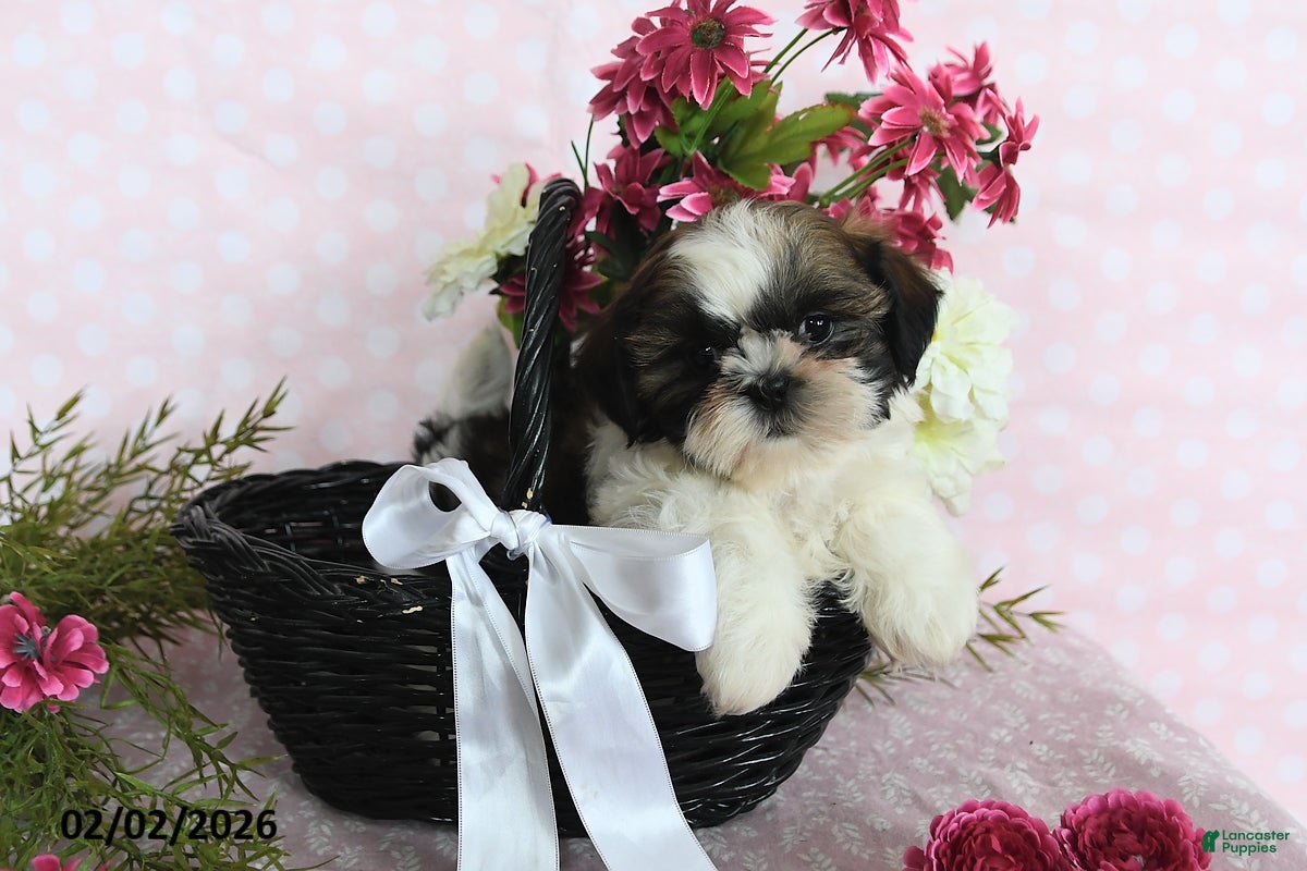 Shih Tzu dogs Sunshine - Ad 2