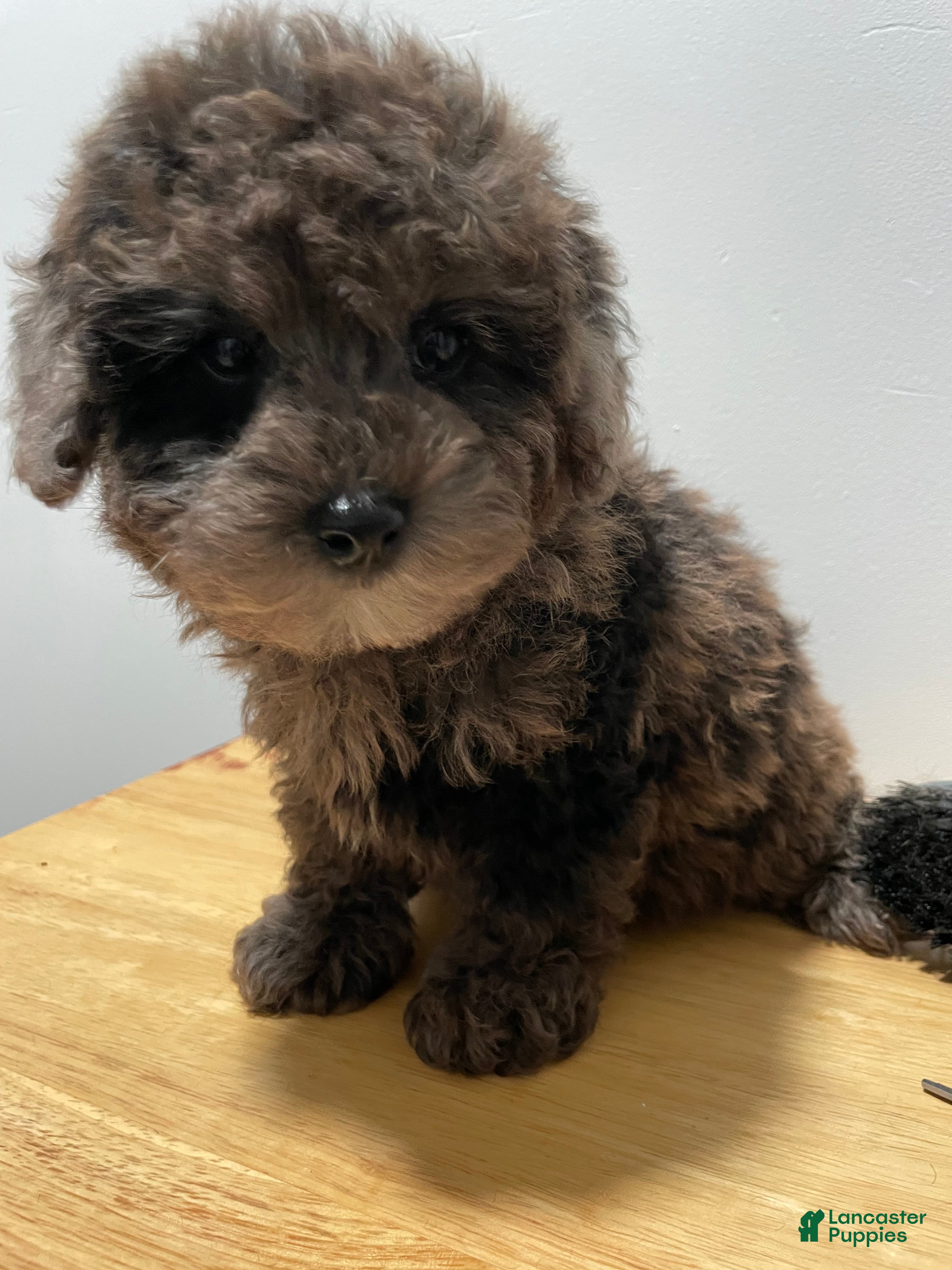 Toy Poodle dogs for sale: Toy Poodle 1 - Ad 1