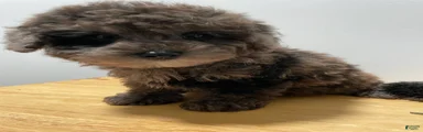 Toy Poodle 1
