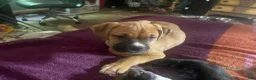 Mixed Breed dogs for sale: Mixed Breed Puppy 2 - Ad 1