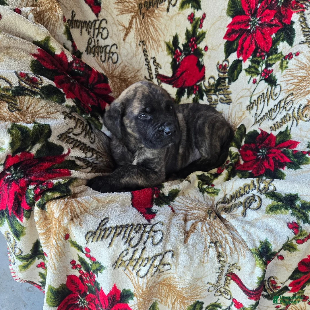 English Mastiff dogs for sale: Duke ❤️AKC 🐾 Ready to go home - Ad 2