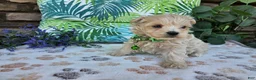 Maltipoo dogs for sale: Ranger - Ad 1