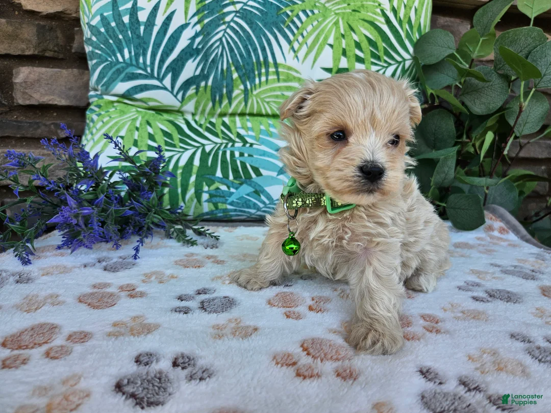 Maltipoo dogs for sale: Ranger - Ad 1
