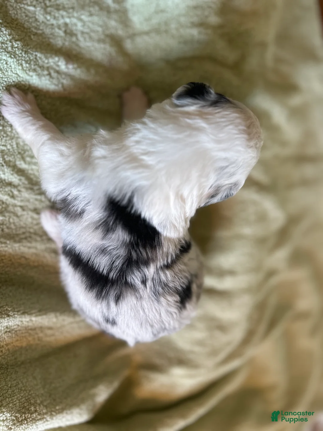 Mixed Breed dogs for sale: Spot - Ad 2