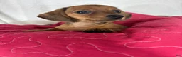 Dachshund dogs for sale: Daisey - Ad 3