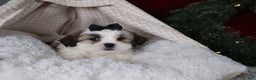 Shih Tzu dogs for sale: Prince - Ad 4