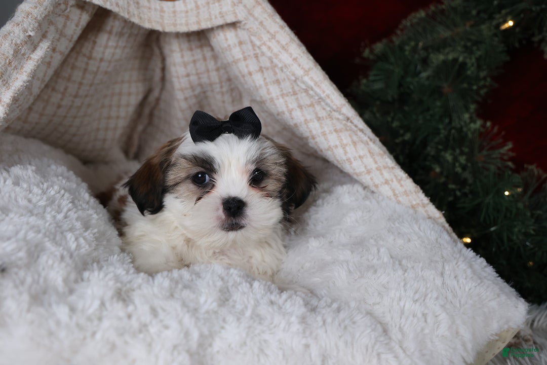 Shih Tzu dogs for sale: Prince - Ad 4
