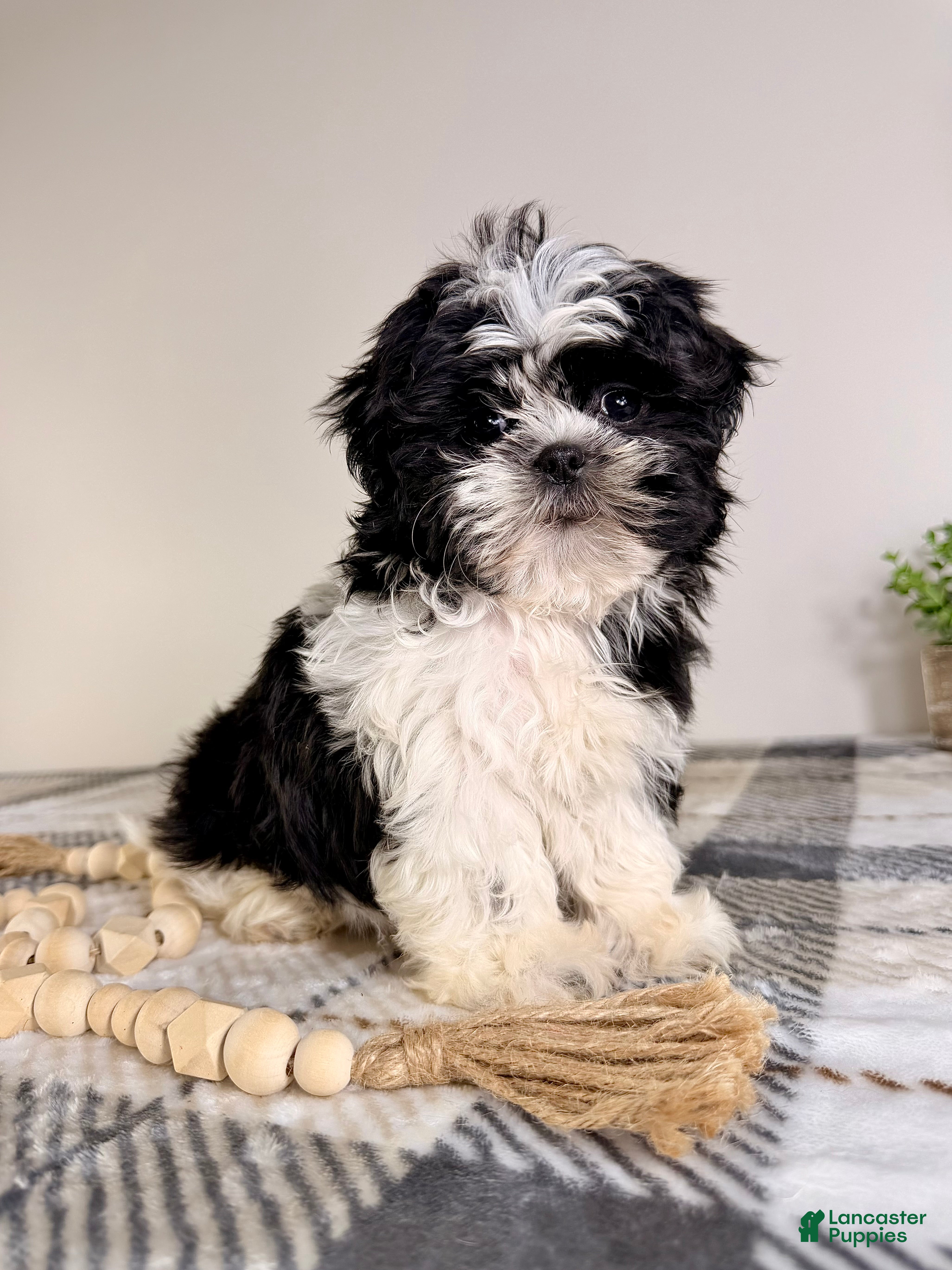 Shih Tzu dogs AKC Susie - Ad 14