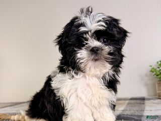 Shih Tzu dogs AKC Susie - Ad 14