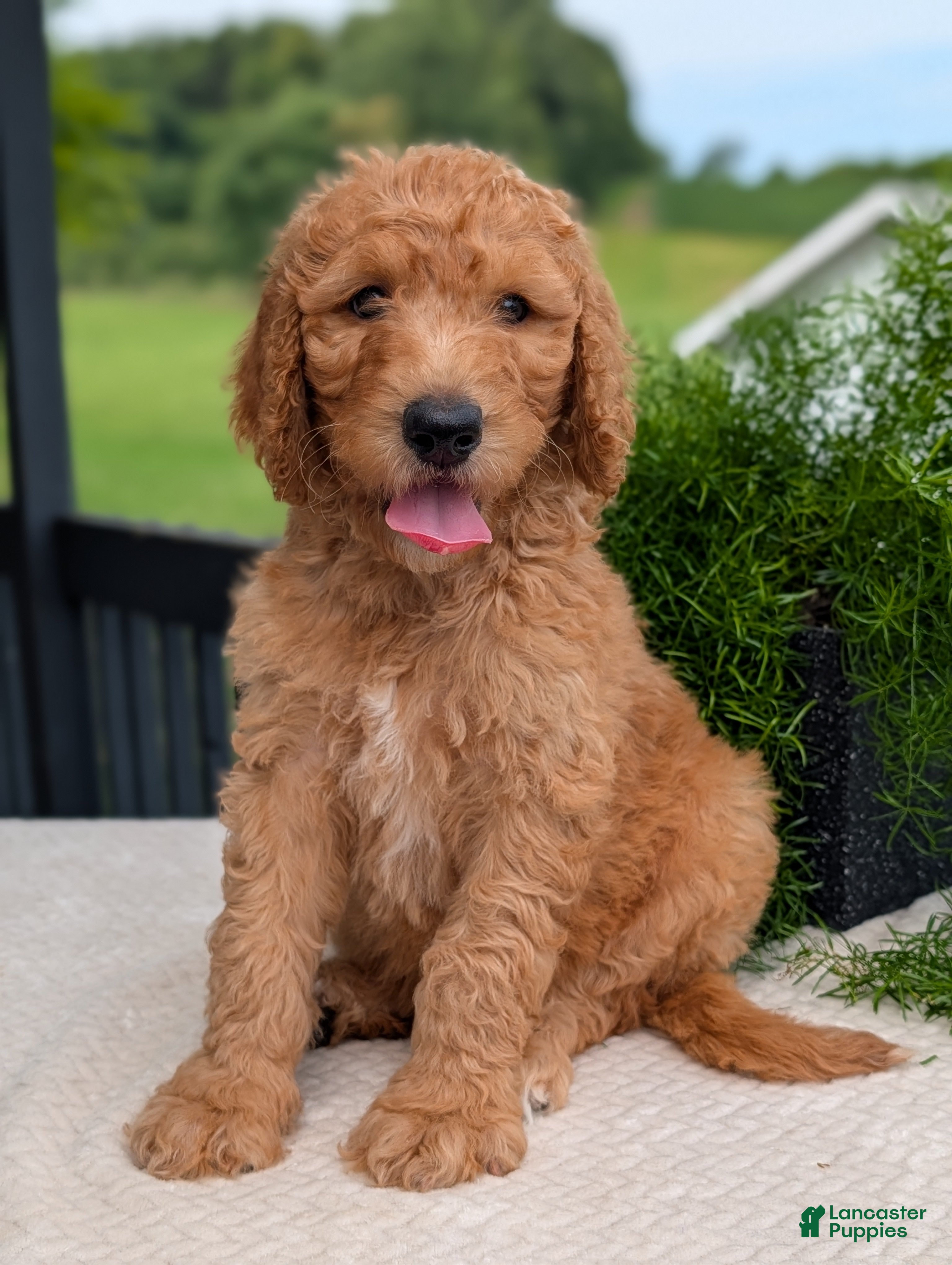 Goldendoodle dogs Parker - Ad 1