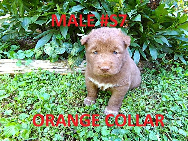 Siberian Husky dogs S7 - Ad 1