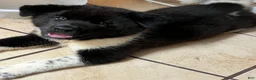 Akita dogs for sale: Happy - Ad 12
