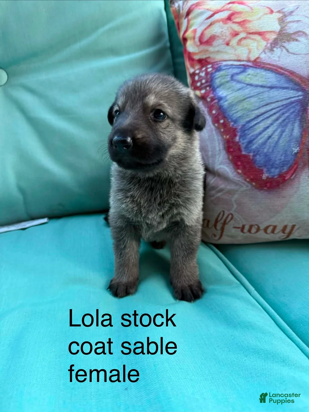 German Shepherd dogs for sale: German Shepherd 3 - Ad 1