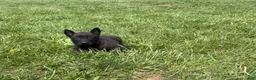 Belgian Malinois dogs for sale: Cleveland - Ad 3