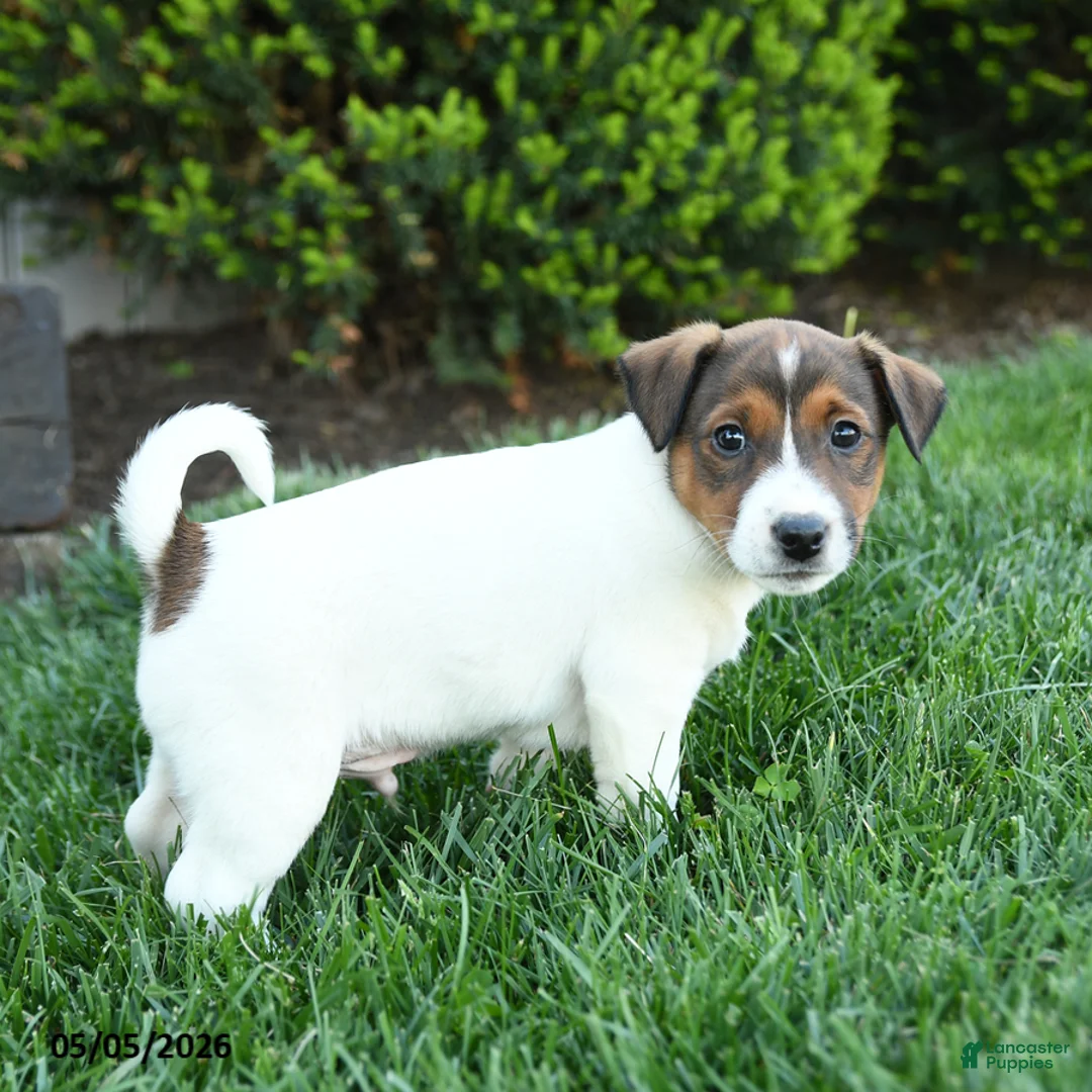 Jack Russell Terrier dogs for sale: Ash - Ad 3