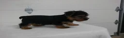 Yorkshire Terrier dogs for sale: Scout  - Ad 8