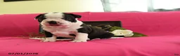 Boston Terrier dogs for sale: Vader - Ad 3