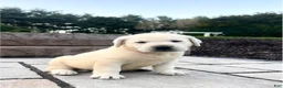Labrador Retriever dogs for sale: Ruby - Ad 2