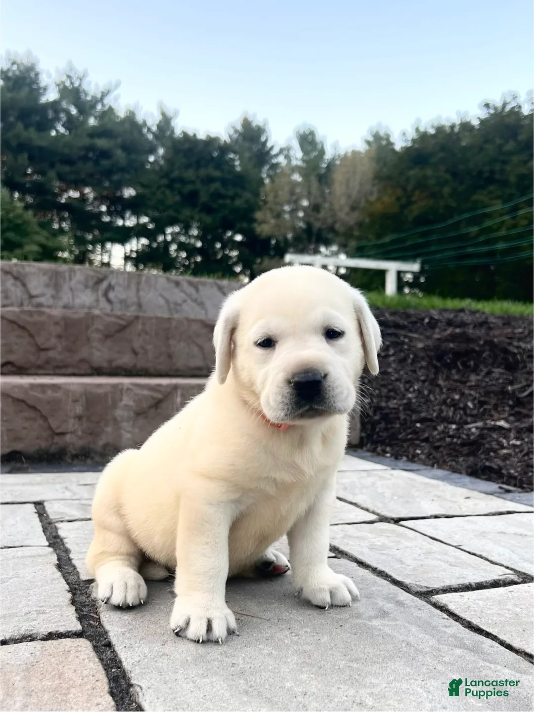 Labrador Retriever dogs for sale: Ruby - Ad 2
