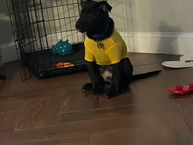 American Pit Bull Terrier dogs for sale: Finn - Ad 1