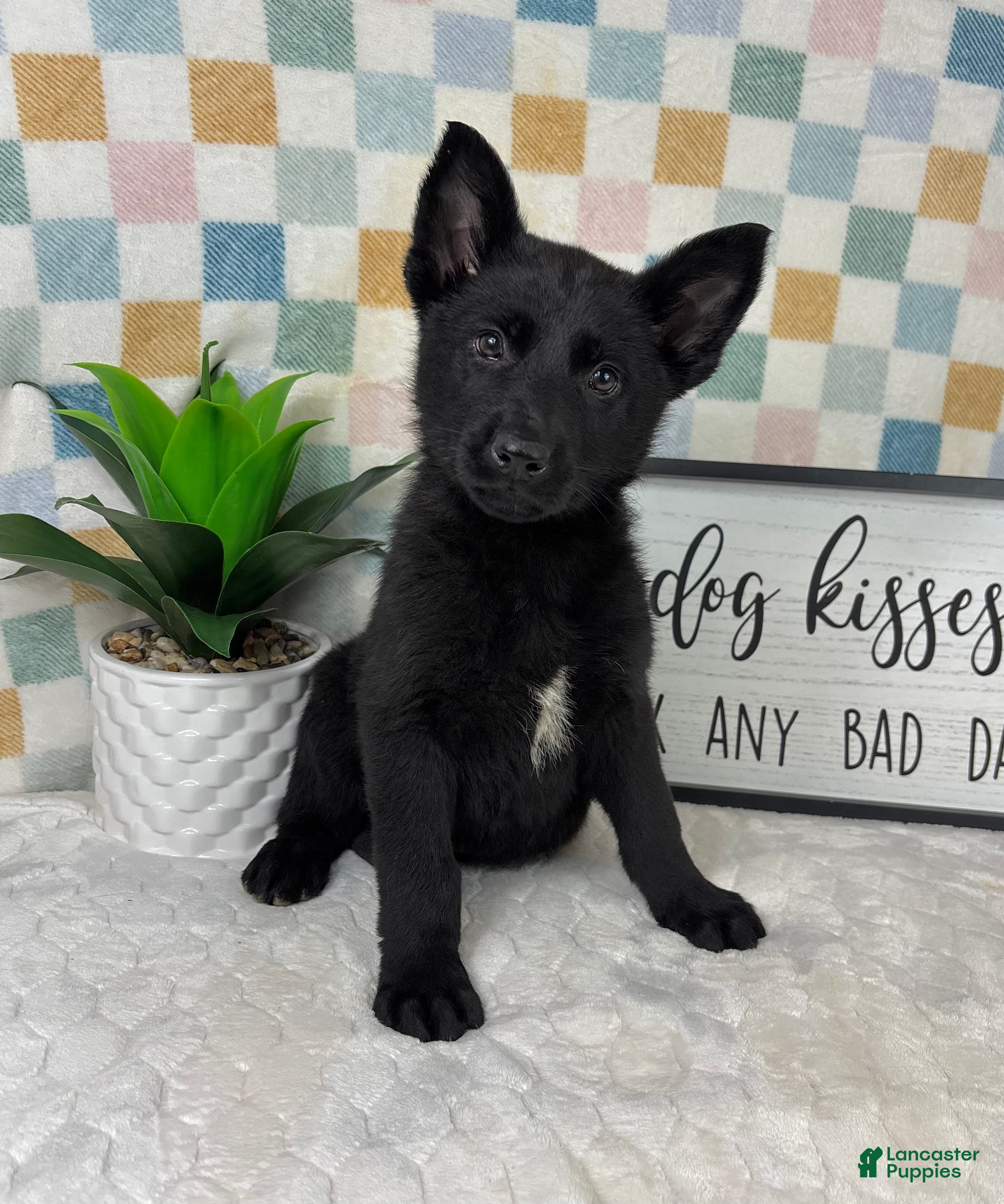 German Shepherd dogs George  - Ad 38