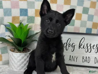 German Shepherd dogs George - Ad 37