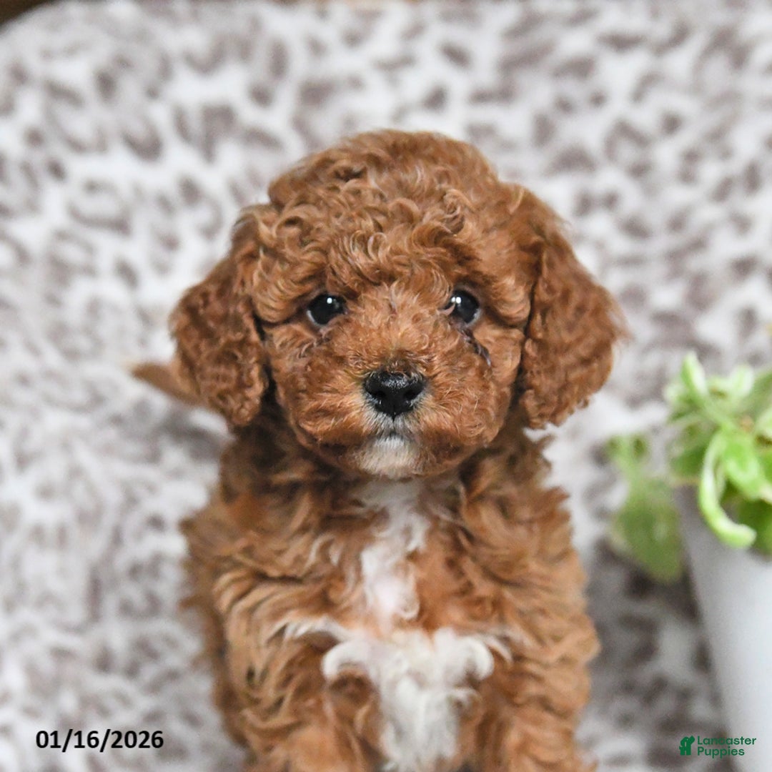 Cavapoo dogs for sale: Galne - Ad 2
