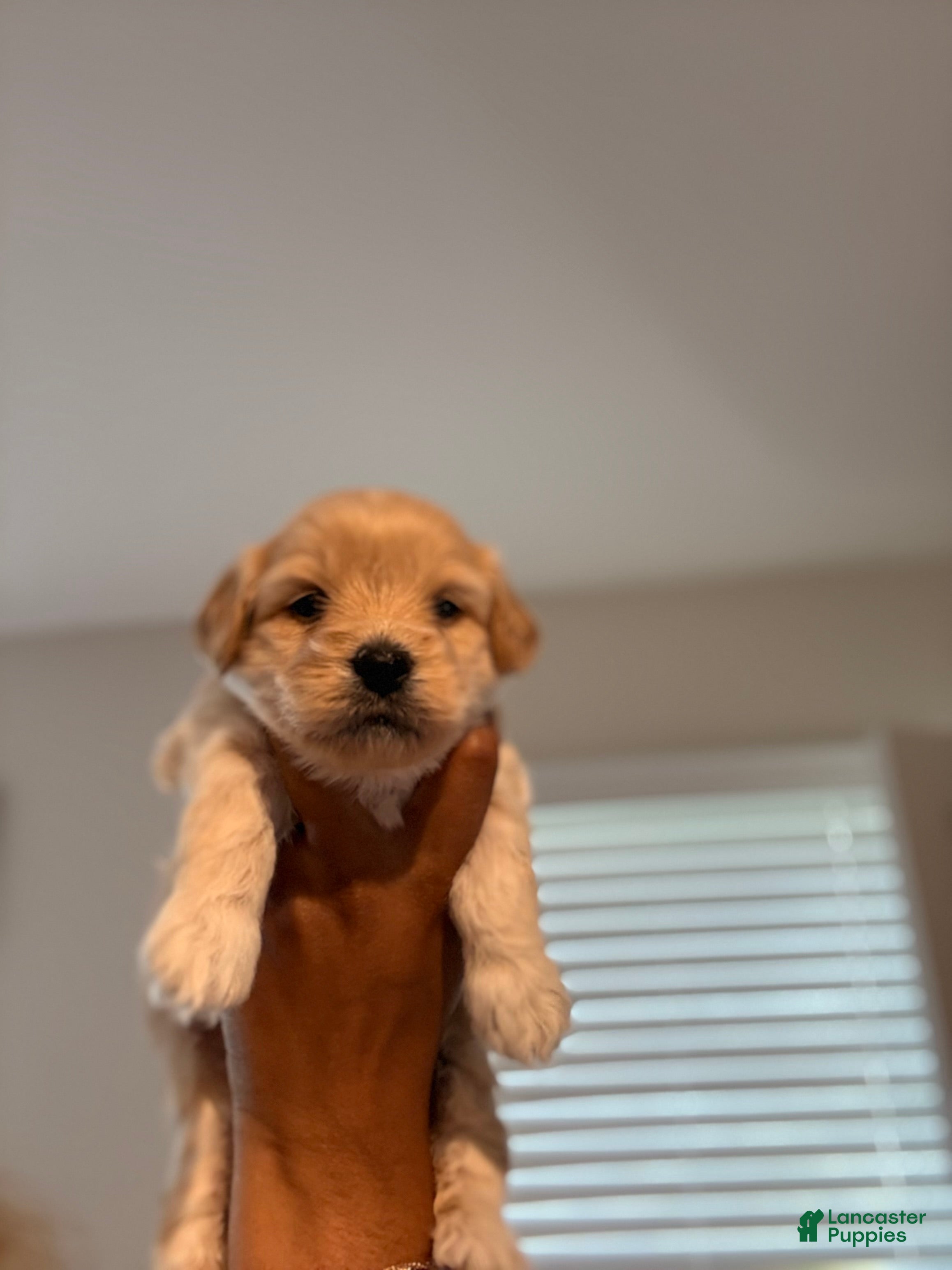 Mixed Breed dogs Cayenne  - Ad 2