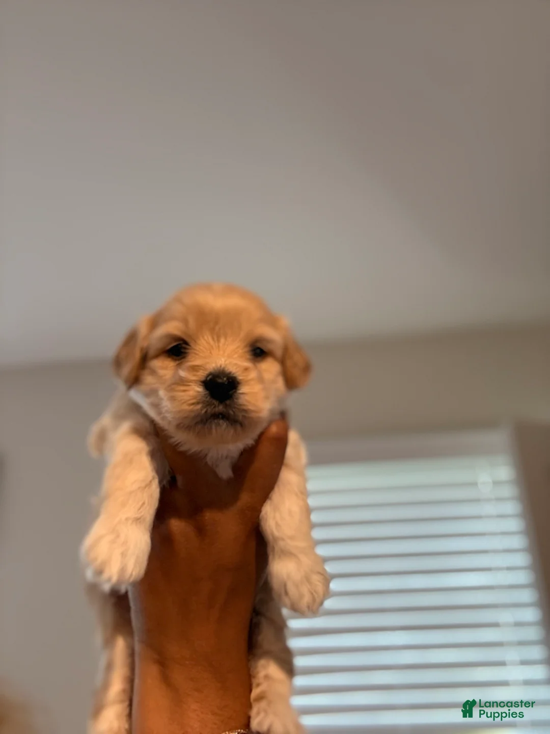 Mixed Breed dogs for sale: Cayenne  - Ad 2