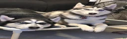 Siberian Husky dogs for sale: Freya - Ad 4