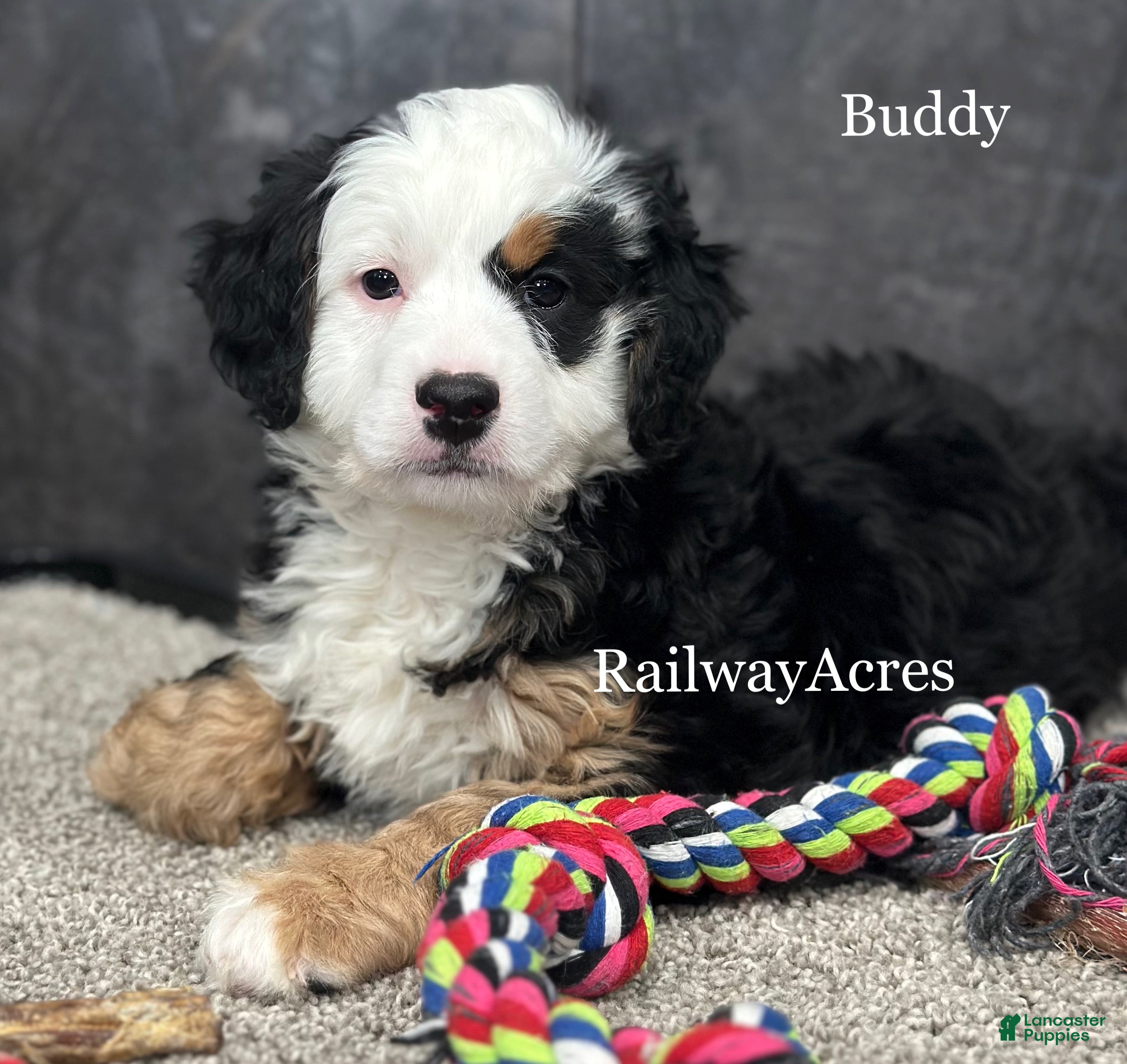 Mixed Breed dogs Buddy - Ad 14
