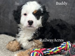 Mixed Breed dogs Buddy - Ad 31