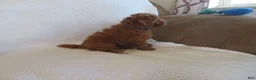 Cavapoo dogs for sale: Mocha - Ad 4