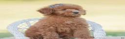 Toy Poodle dogs for sale: Numbby - Ad 6