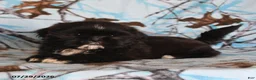 Shih Tzu dogs for sale: Bear - Ad 3
