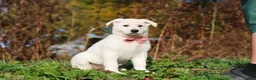 German Shepherd dogs for sale: Alice - Ad 5