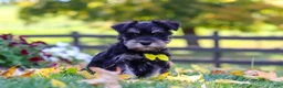 Miniature Schnauzer dogs for sale: Kevin - Ad 4