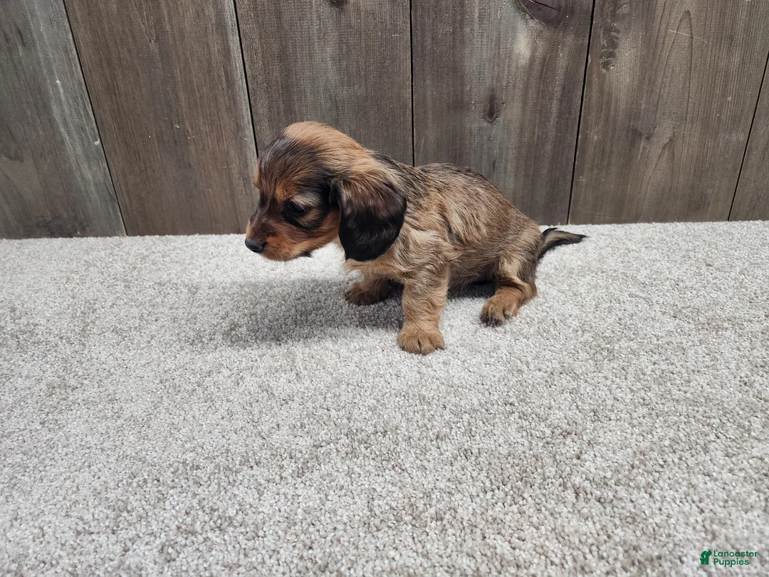 Miniature Dachshund dogs for sale: Miniature Dachshund Puppy 2 - Ad 8
