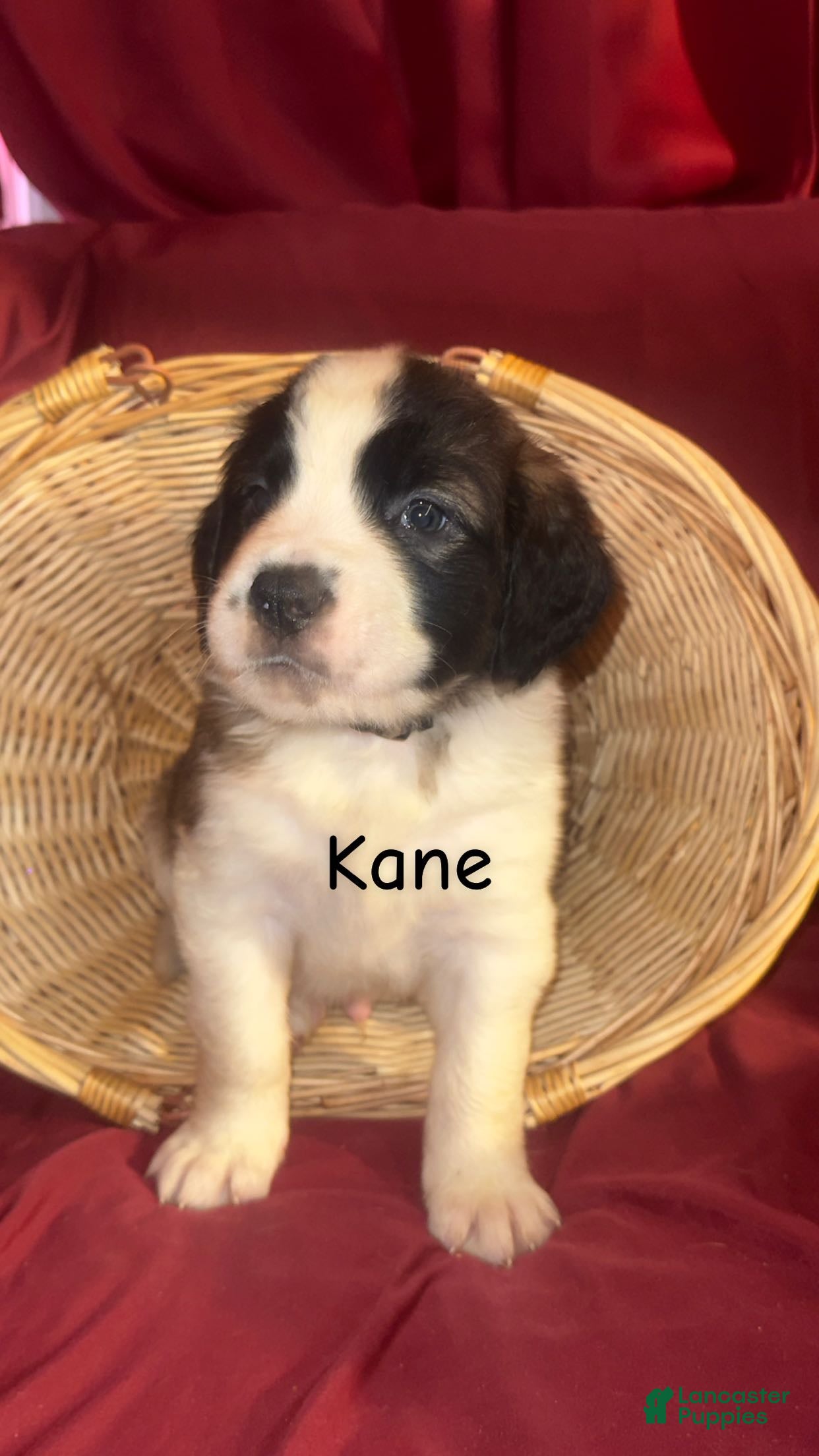 Saint Bernard dogs Kane - Ad 2
