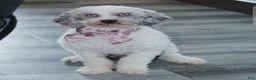 Miniature Poodle dogs for sale: Arlo - Ad 4